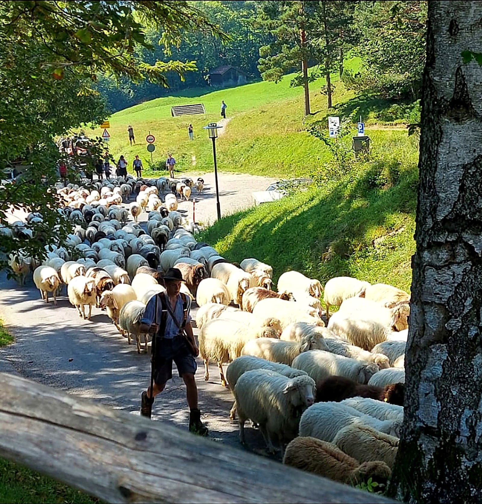 Schafabtrieb bei Wallgau